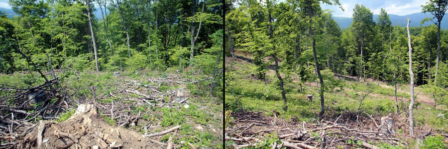 Në këtë mal që gjendet në zonën Pleshina 1 në Komunën e Ferizajt janë prerë ilegalisht 330 metër kub dru. Ndaj rojës së pyllit është bërë kallëzim penal, por Prokuroria ka hedhur poshtë atë Në këtë mal që gjendet në zonën Pleshina 1 në Komunën e Ferizajt janë prerë ilegalisht 330 metër kub dru. Ndaj rojës së pyllit është bërë kallëzim penal, por Prokuroria ka hedhur poshtë atë