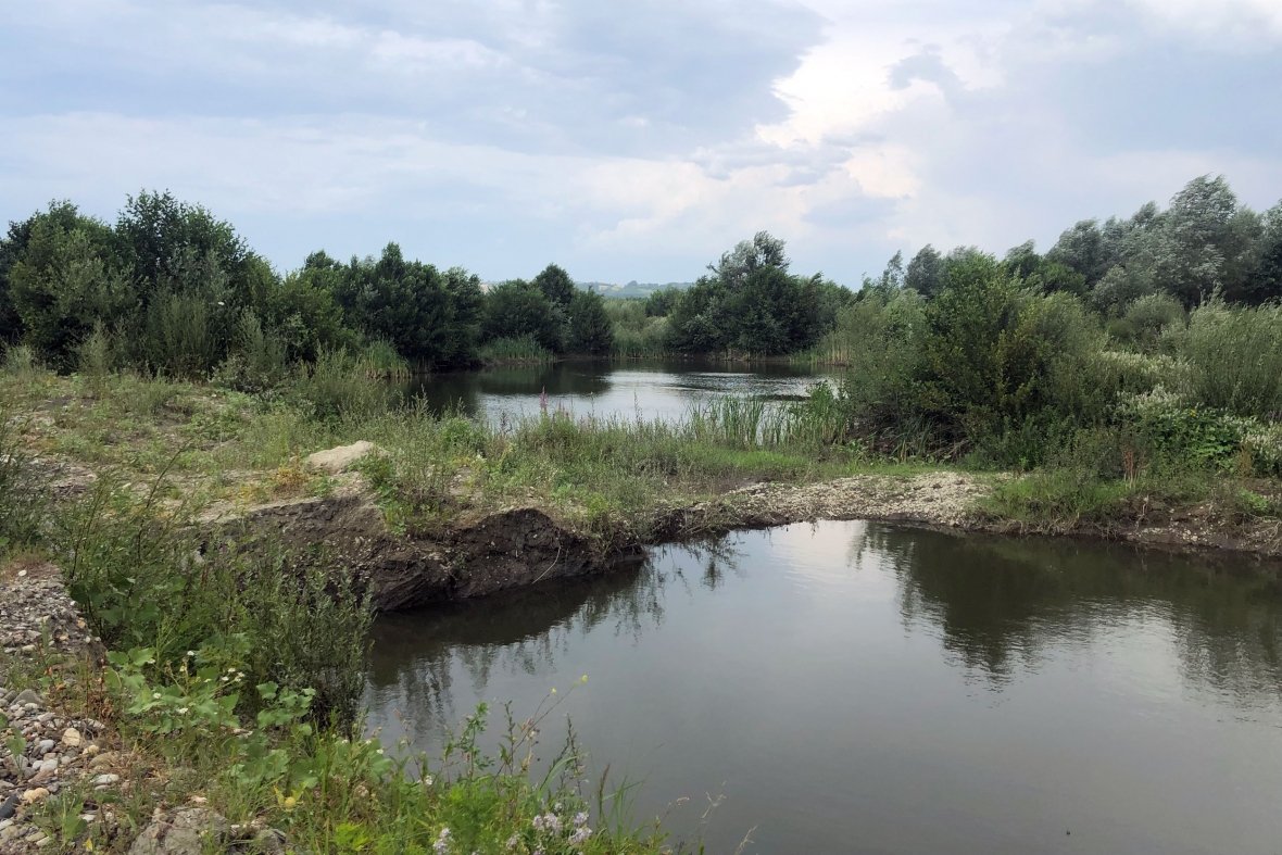 Degradimi i Drinit të Bardhë