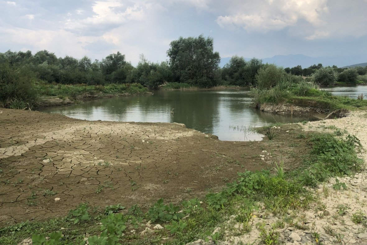 Degradimi i Drinit të Bardhë