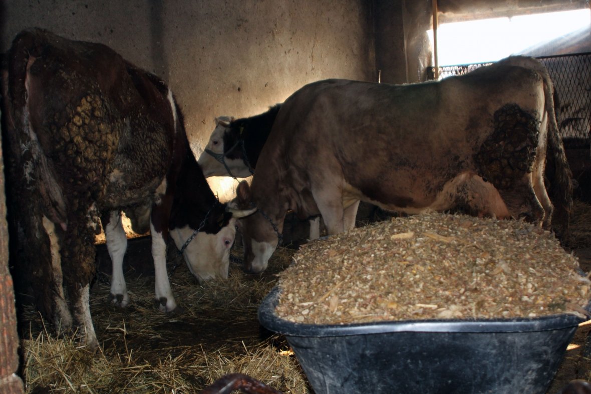 Padrejtësitë në ndarjen e granteve