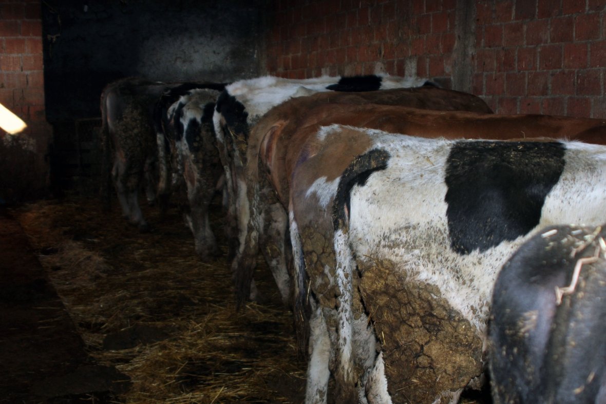 Padrejtësitë në ndarjen e granteve