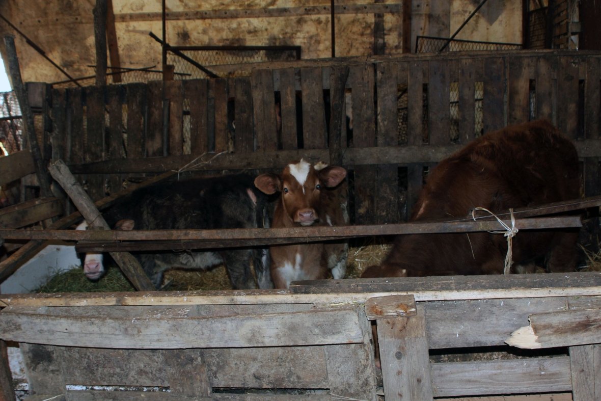 Padrejtësitë në ndarjen e granteve