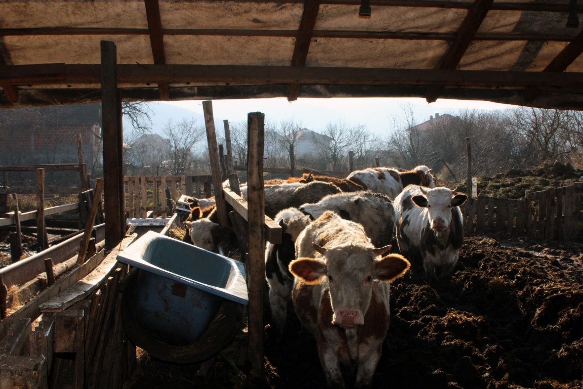 Padrejtësitë në ndarjen e granteve