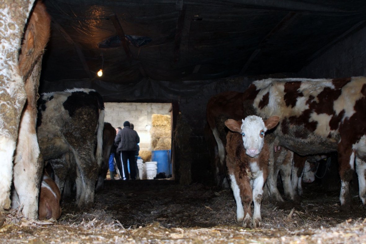 Padrejtësitë në ndarjen e granteve